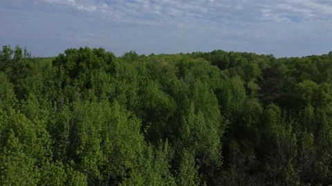 Skimming the tree tops Видео 239076377