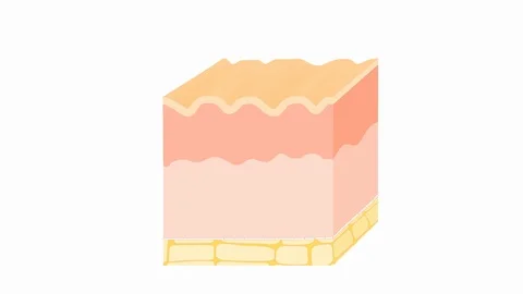 Skin aging. difference between the skin of a young and elderly person Vidéo 116049555