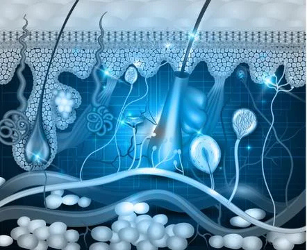 Skin anatomy background Stock Illustration