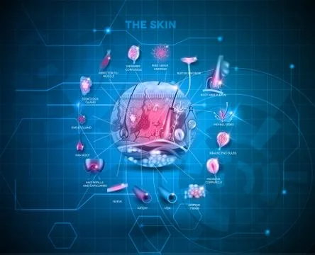 Skin anatomy background Stock Illustration