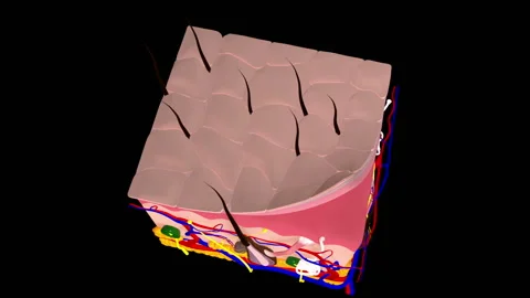 Skin Anatomy Video stock 130998966