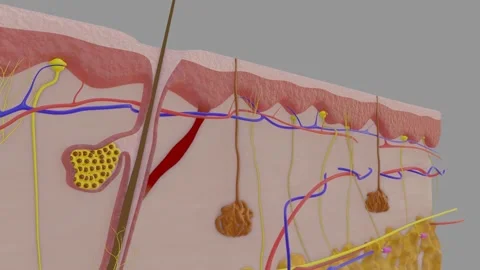 Skin Anatomy Video stock 160440198