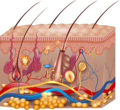 Skin anatomy Stock Illustration