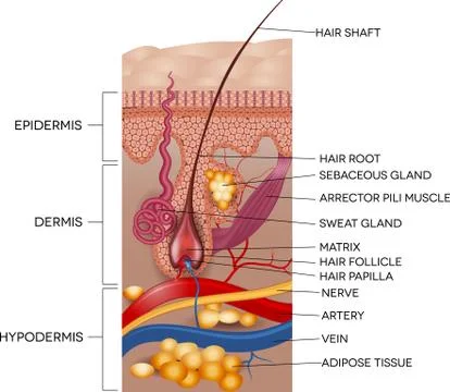 Skin anatomy Ilustração Stock