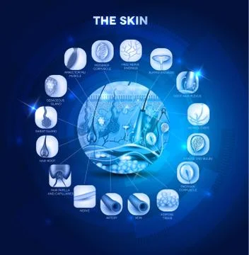 Skin anatomy Stock Illustration