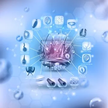 Skin anatomy Stock Illustration