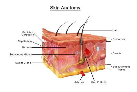 Skin anatomy Stock Illustration