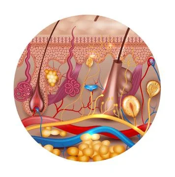 Skin anatomy in round shape Stock Illustration
