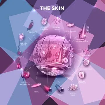 Skin anatomy structure in the round shape Stock Illustration