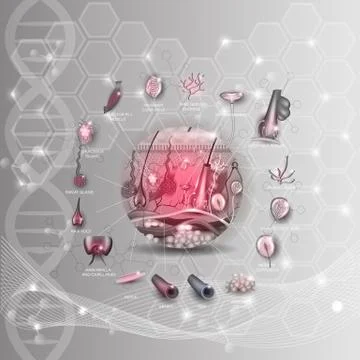 Skin anatomy structure in the round shape Stock Illustration