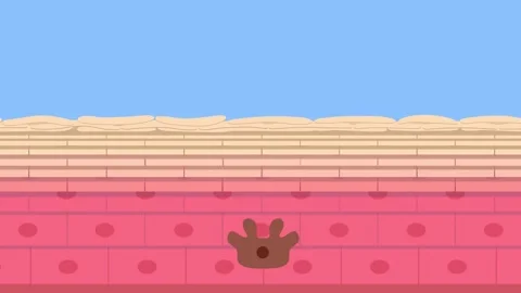 Skin and melanin anatomy vector	 스톡 동영상 133116341