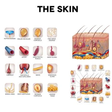 The skin and skin structure components, detailed illustration Stock Illustration
