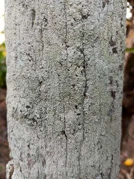 The skin of the bark Stock Photos