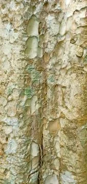 The skin of the bark Foto stock