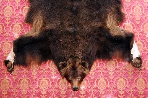 Skin of a bear Stock Photos