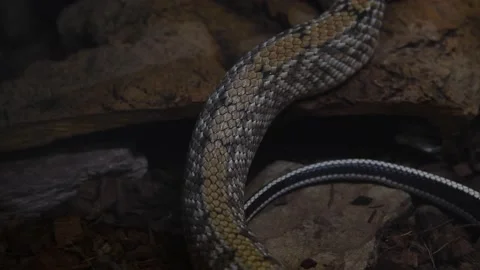 Skin of beauty rat snake 스톡 동영상 219882239