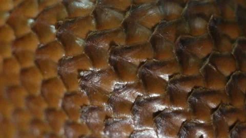 The skin of a brown snake is extremely close-up. The snake crawls forward. Scale Stock Footage 108576030