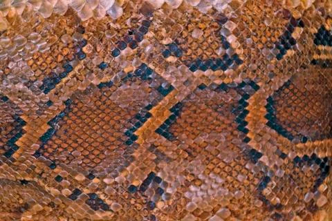 Skin of burmese python Stock Photos