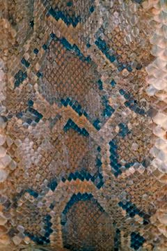 Skin of burmese python, python molurus in a museum, miao, arunachal pradesh, Stock Photos