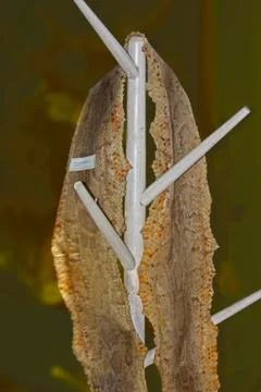Skin of burmese python, python molurus in a museum, miao, arunachal pradesh,  Stock Photos
