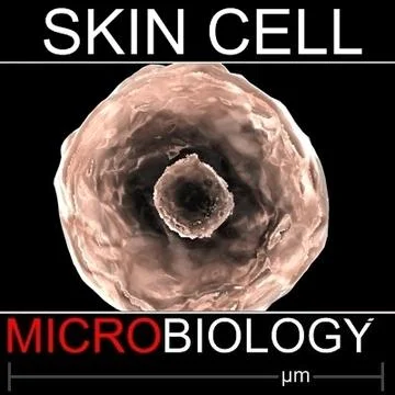3D Skin Cell _ 3D skin models along with skin-on-a-chip systems: A ...
