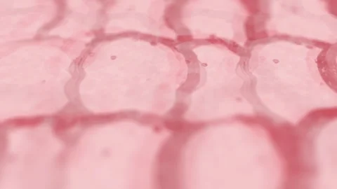 Skin Cells up Close on Human Dermis Stock Footage 333156803