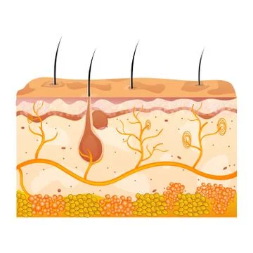 Skin cells Stock Illustration