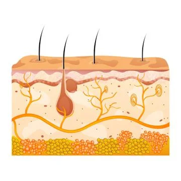 Skin cells Stock-Illustration