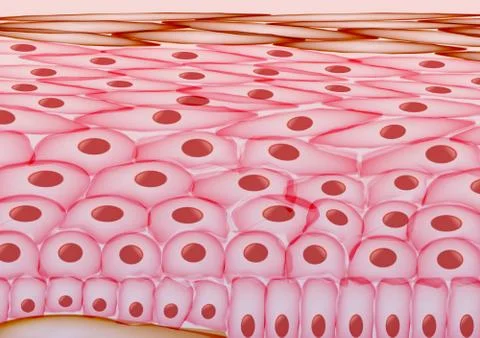 Skin Cells, Layers - Vector Illustration Stock Illustration