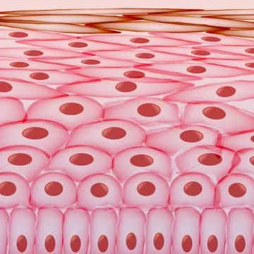 Skin Cells , Layers - Vector Illustration Stock Illustration