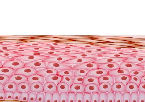 Skin Cells, Layers on White Background - Vector Illustration Stock Illustration