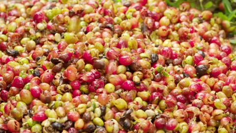 Skin from cherry or berry falling out of depulper, coffee processing Stock Footage 274535738