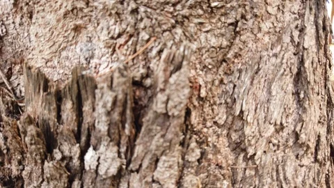 The skin of cicada Stock Footage 101162406