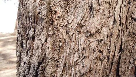 The skin of cicada Stock Footage 101162783