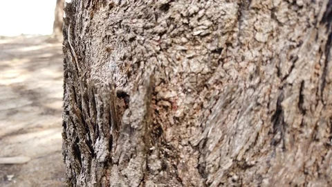 The skin of cicada Stock Footage 101163088