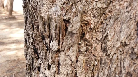 The skin of cicada Stock Footage 101163589