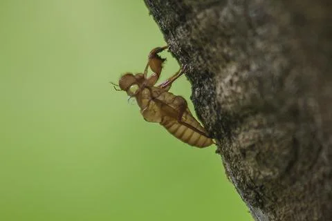 The skin of a cicada is on the tree. Stock Photos