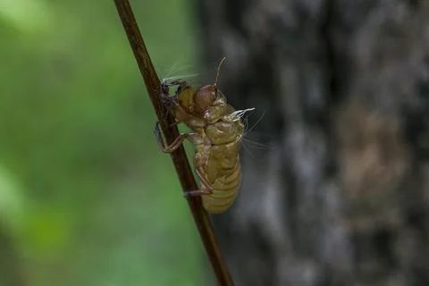 The skin of a cicada is on the tree. Stock Photos