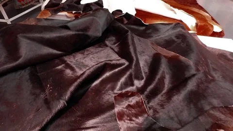 Skin of a cow. Video stock 79194400