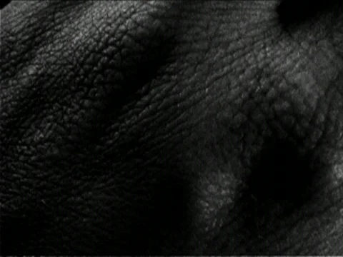 Skin like an Elephant Video stock 590284