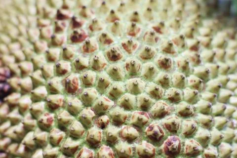Skin of  fruit  jackfruit background. Stock Photos