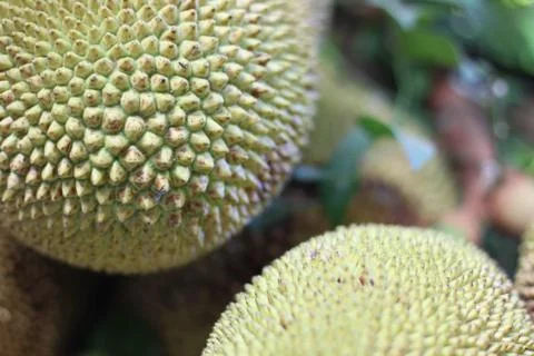 Skin of  fruit  jackfruit background. Stock Photos
