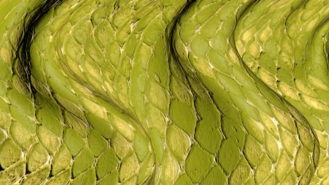 Skin of the green lizard 3D. Stock Footage 231771368