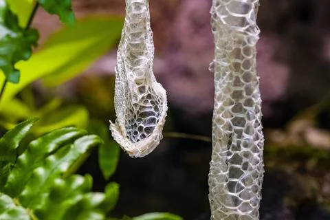 The skin of a Green tree python (Morelia viridis) hanging down from a bran... Photos