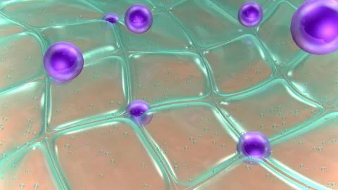 Skin Stock Illustration