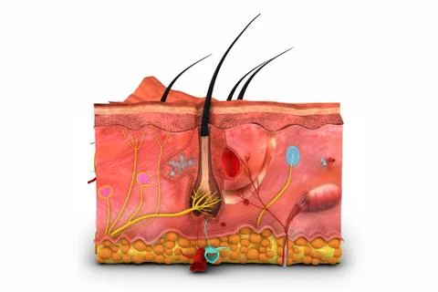 Skin Stock Illustration