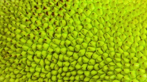 The skin of the jackfruit, the jagged, uneven surface. Macro rotation Stock Footage 90732402