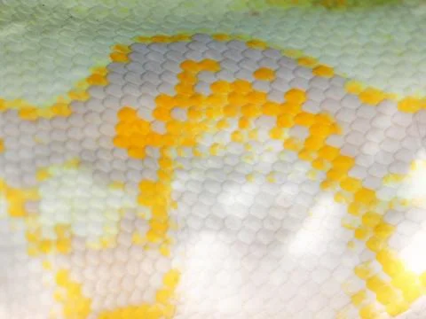 Skin of a large specimen of albino python, along more than 3 meters Stock Photos