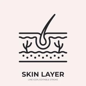 Skin layer line icon. Epidermis anatomy linear vector illustration. Thin sign of Stock Illustration