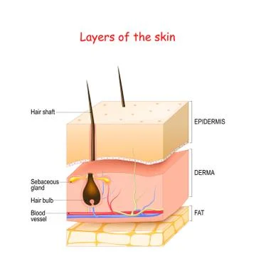 Skin Layers. Epidermis, dermis, hypodermis (fat). Stock Illustration